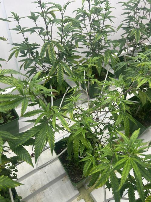 SugarFuel  ITC Cut. Week 3