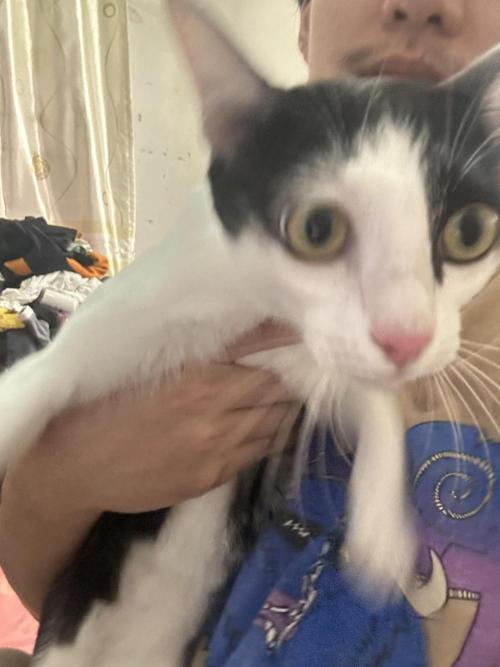 SugarFuel  ITC Cut. Week 3