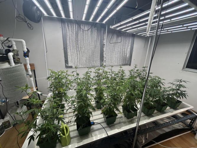 Strawberry Skrilla ITC Cut. Week 3