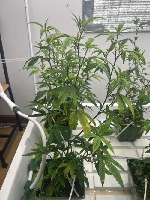 Last Pour ITC Cut. Week 3