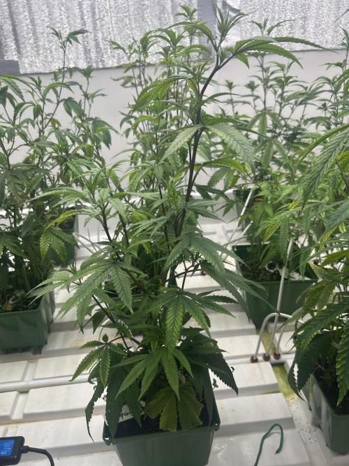 Papaya Frosting ITC Cut. Week 3