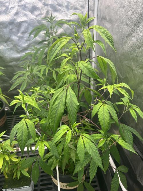 High Society. Week 3