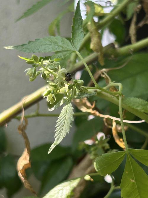 Fire OG #2 B.S.E x Lemon Fire. Week 3 - #1 male