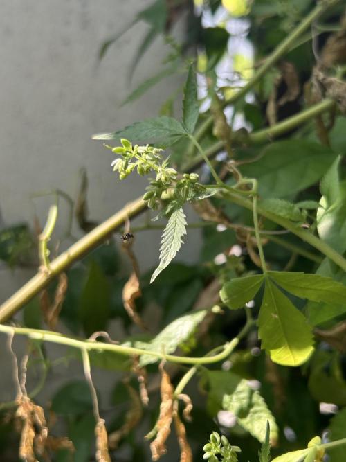 Fire OG #2 B.S.E x Lemon Fire. Week 3