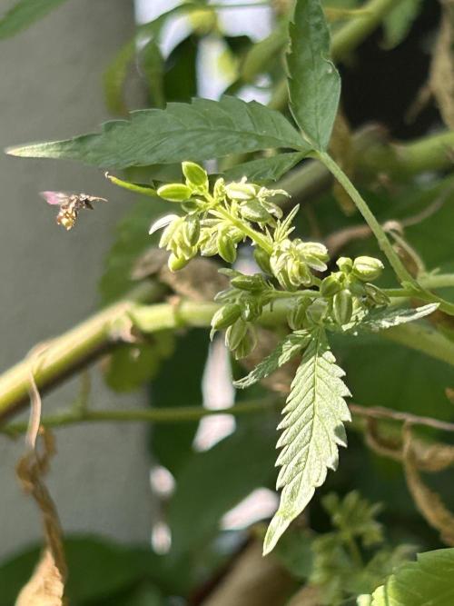 Fire OG #2 B.S.E x Lemon Fire. Week 3