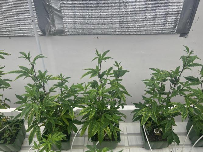 Blue Banana Cream. Week 3