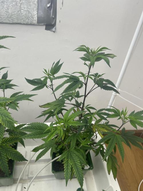 Blue Banana Cream. Week 3