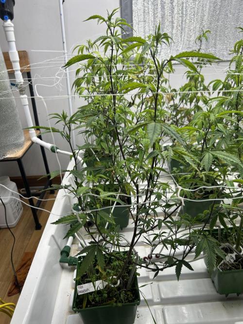 The Keeper BB Cut. Week 4