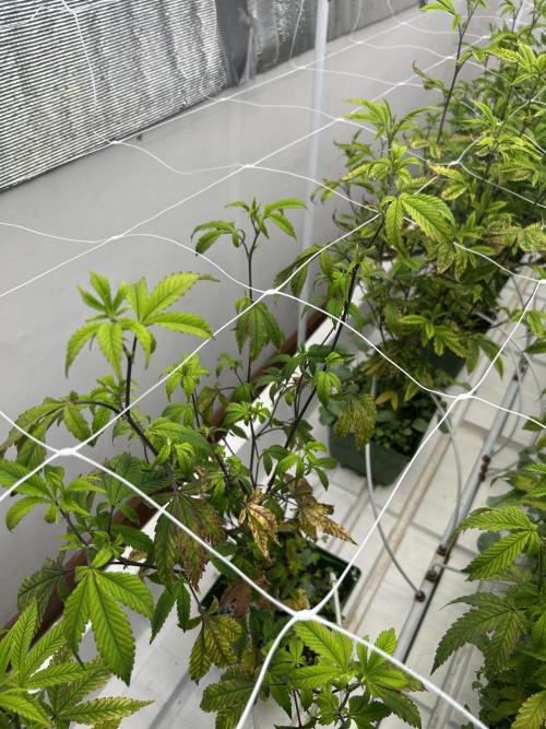 Route 65 BB Cut. Week 4