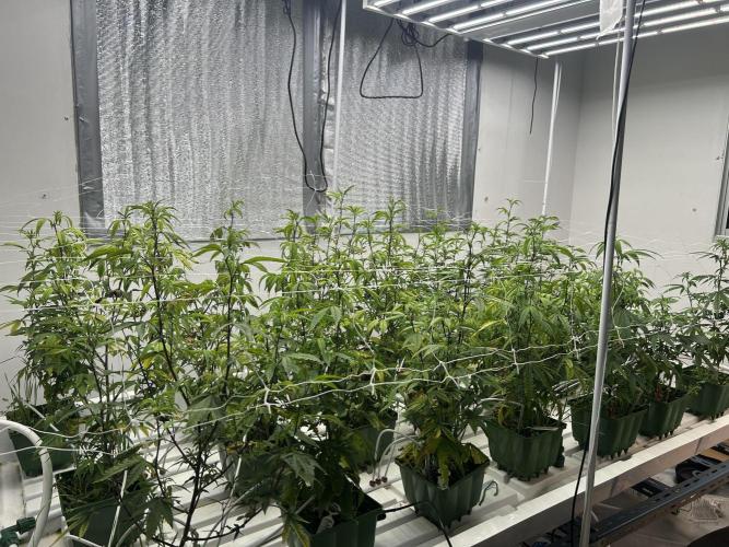 Lemon Tree Bx1 x Cap Junky  ITC Cut. Week 4