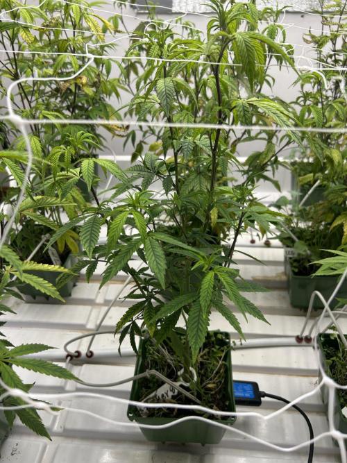 Lemon Tree Bx1 x Cap Junky  ITC Cut. Week 4