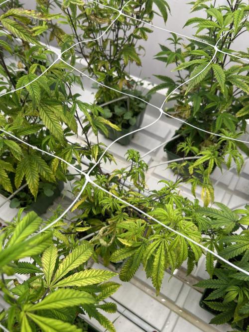 SugarFuel  ITC Cut. Week 4