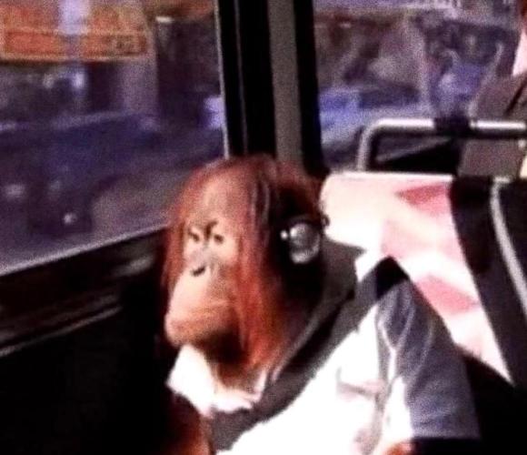 SugarFuel  ITC Cut. Week 4