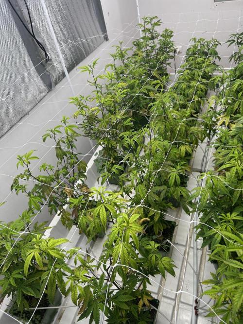 Strawberry Skrilla ITC Cut. Week 4