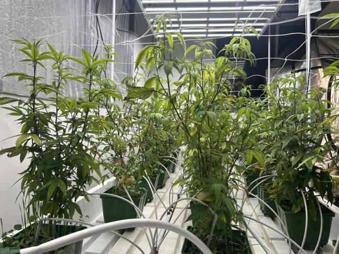 Papaya Frosting ITC Cut. Week 4