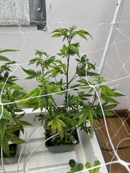 Blue Banana Cream. Week 4