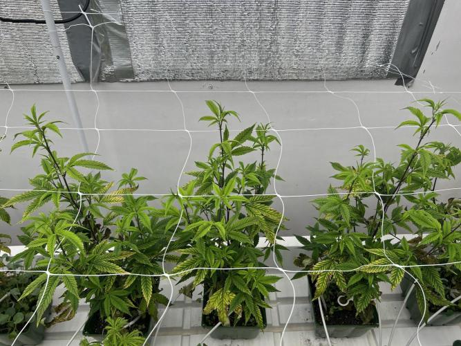 Blue Banana Cream. Week 4