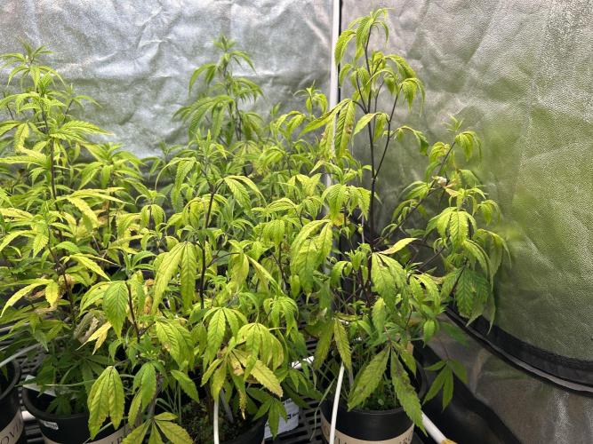 High Society. Week 4