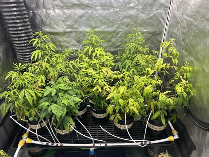 High Society. Week 4