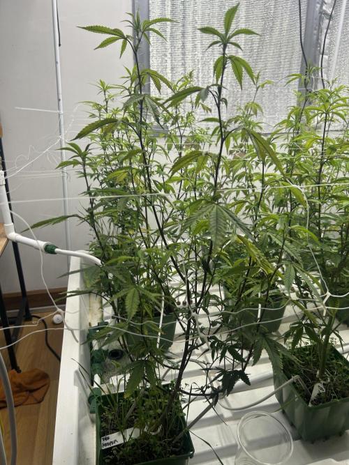 The Keeper BB Cut. Week 5