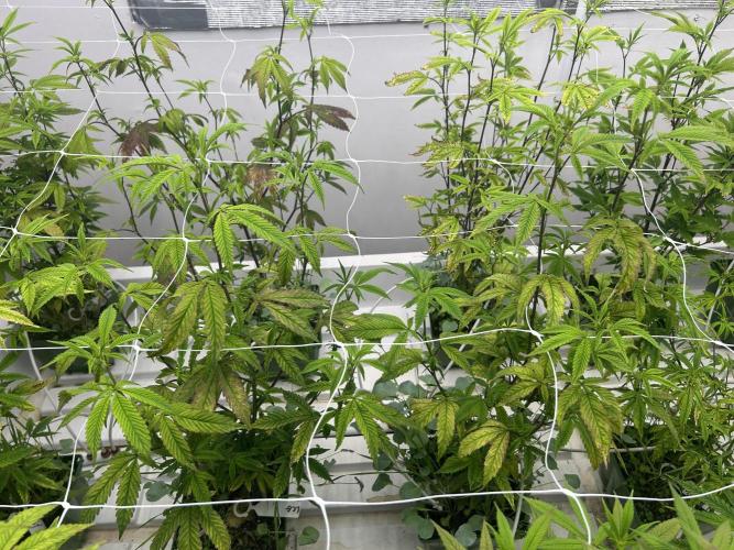 Lemon Cherry Gelato Bx BB Cut. Week 5