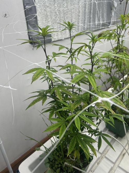 Lemon Cherry Gelato Bx BB Cut. Week 5