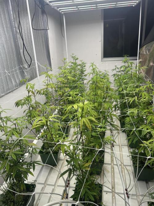 AlienMints x PermanentMarker BB Cut. Week 5