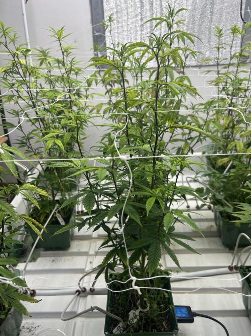 Lemon Tree Bx1 x Cap Junky  ITC Cut. Week 5