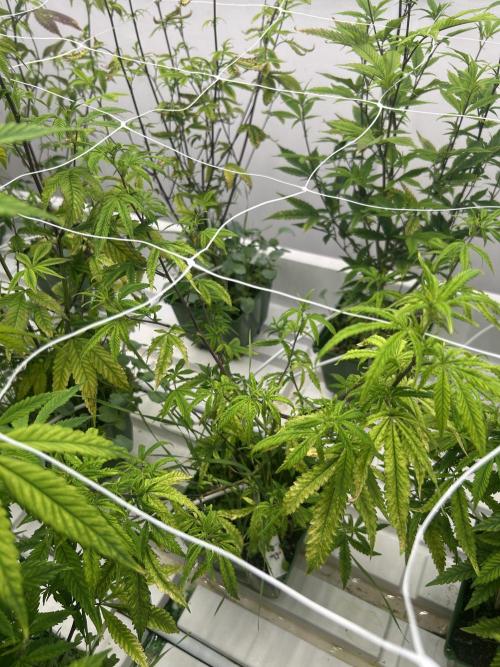 SugarFuel  ITC Cut. Week 5