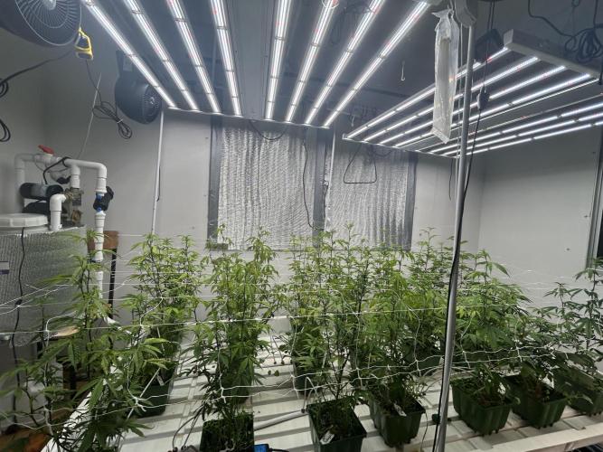 Strawberry Skrilla ITC Cut. Week 5