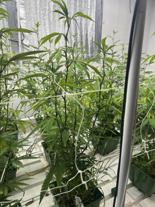 Strawberry Skrilla ITC Cut. Week 5