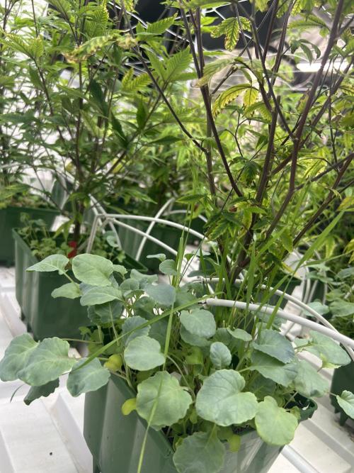 Strawberry Skrilla ITC Cut. Week 5