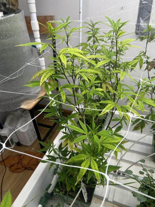 Last Pour ITC Cut. Week 5