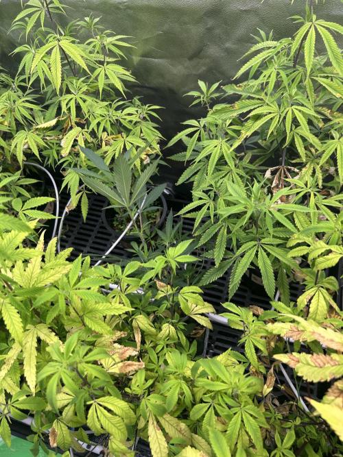 Slurricane. Week 5 - slurricane in rockwool 2-3ec 