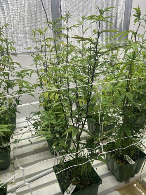 Papaya Frosting ITC Cut. Week 5