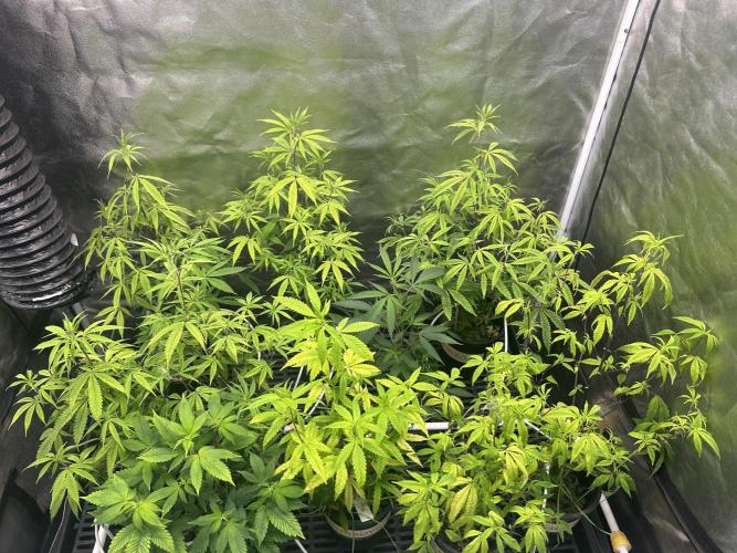 High Society. Week 5