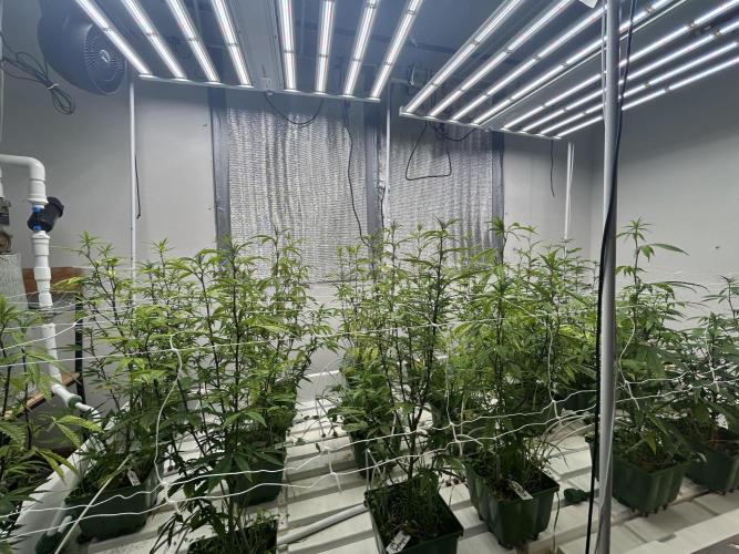 Blue Banana Cream. Week 5