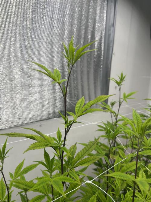 Blue Banana Cream. Week 5