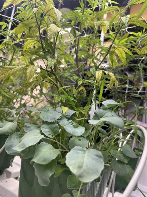 Blue Banana Cream. Week 5