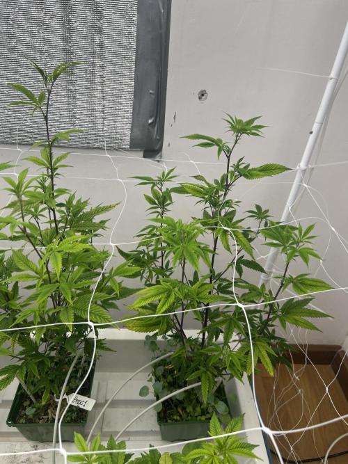 Blue Banana Cream. Week 5