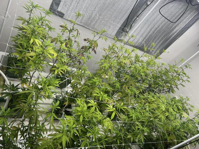 The Keeper BB Cut. Week 6