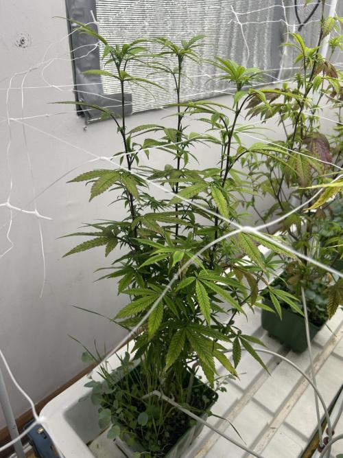 AlienMints x PermanentMarker BB Cut. Week 6