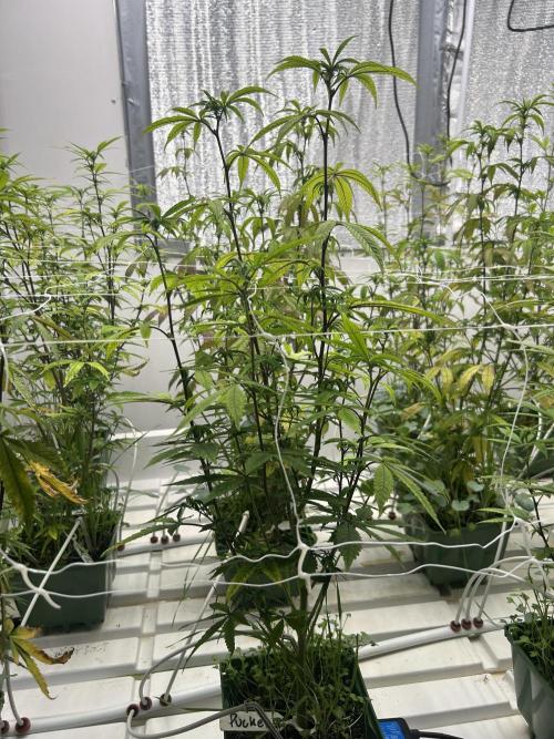 Lemon Tree Bx1 x Cap Junky  ITC Cut. Week 6