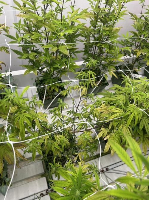 SugarFuel  ITC Cut. Week 6