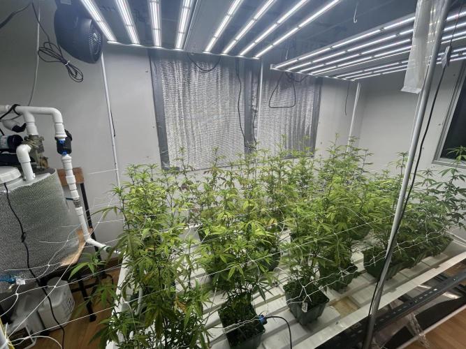 SugarFuel  ITC Cut. Week 6