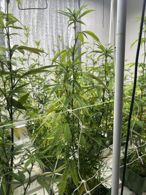 Strawberry Skrilla ITC Cut. Week 6