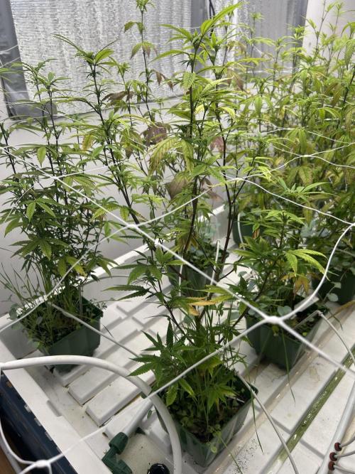 Last Pour ITC Cut. Week 6