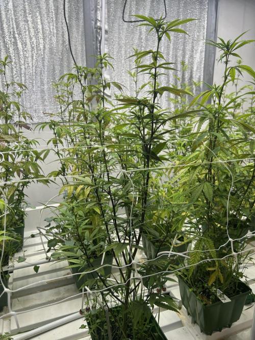 Papaya Frosting ITC Cut. Week 6