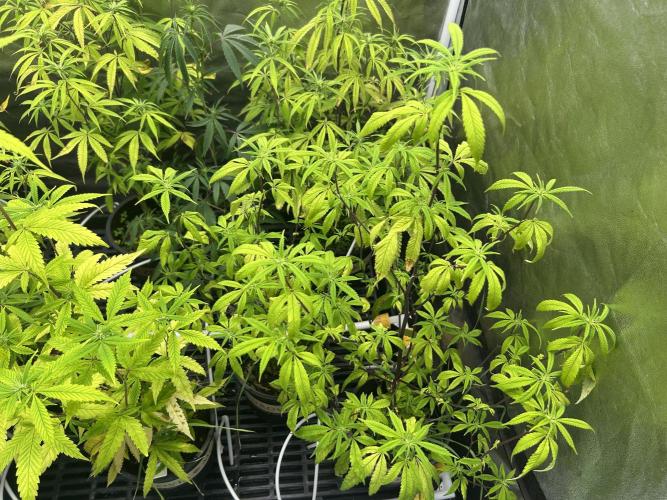 High Society. Week 6