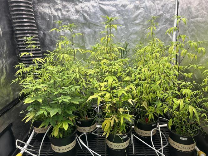 High Society. Week 6